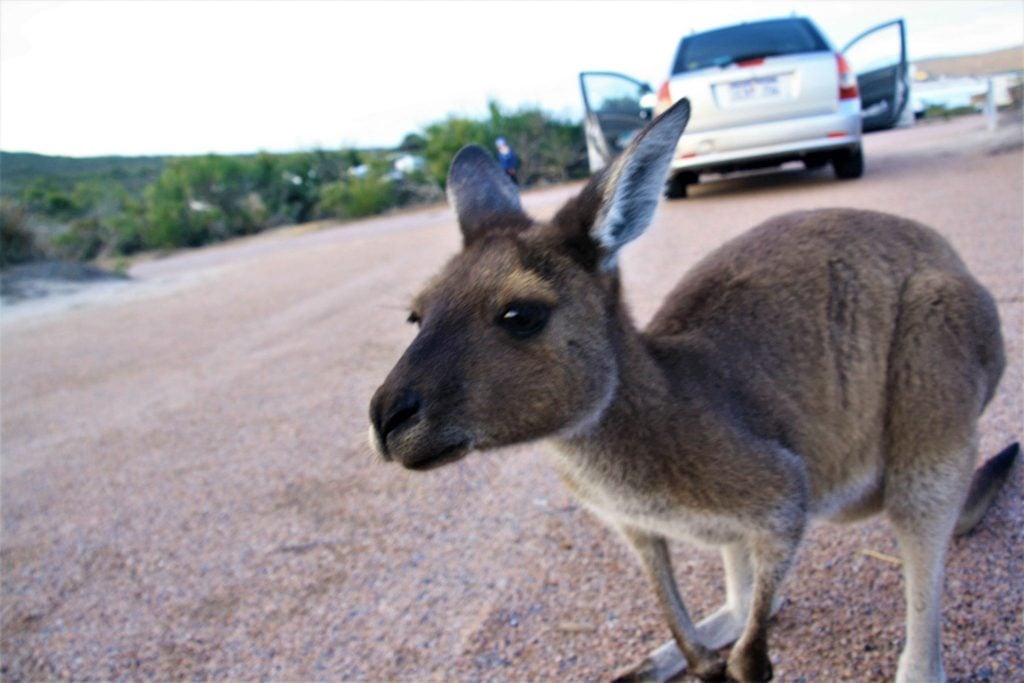 Road Trip Western Australia In Pictures