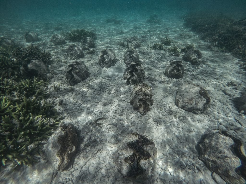 Giant Clam Sanctuary Camiguin