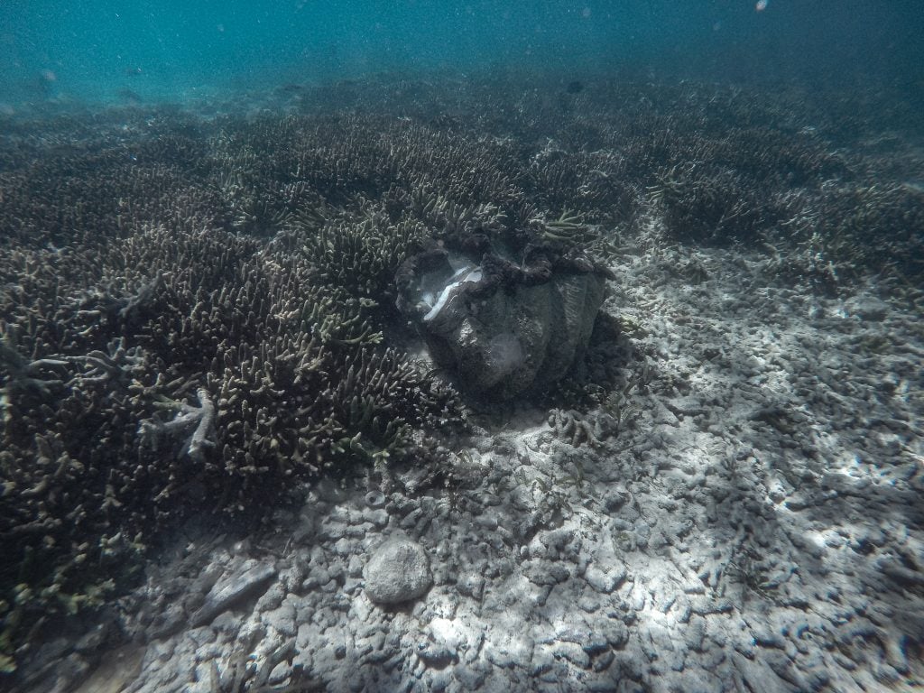 Giant Clam Sanctuary Camiguin