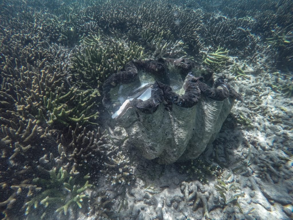 Giant Clam Sanctuary Camiguin