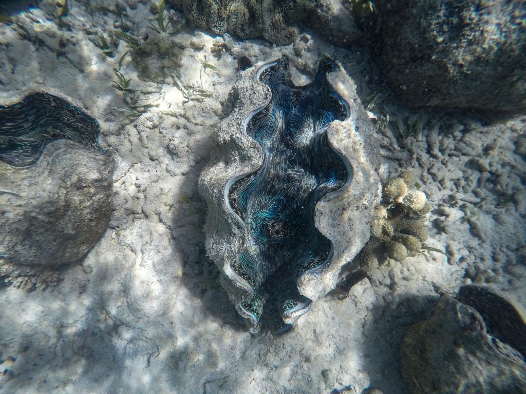 Giant Clam Sanctuary Camiguin