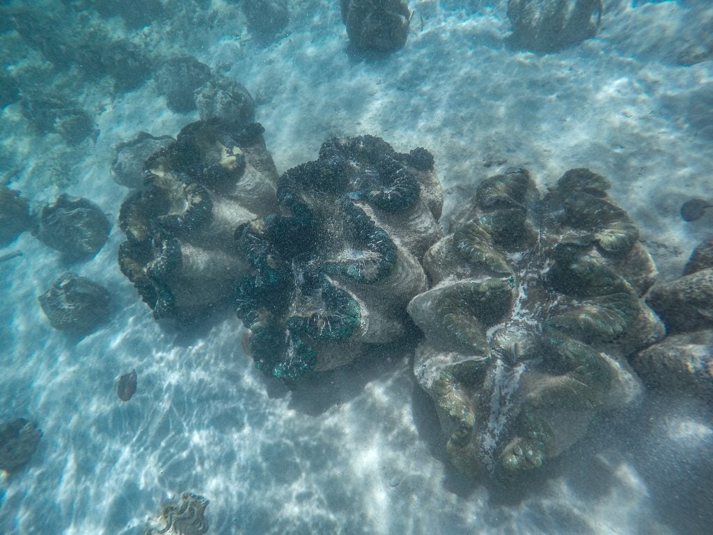 Giant Clam Sanctuary Camiguin