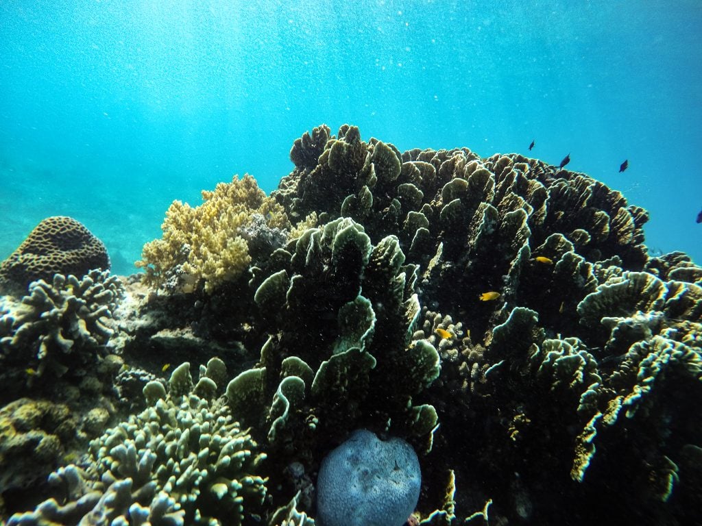 Giant Clam Sanctuary Camiguin