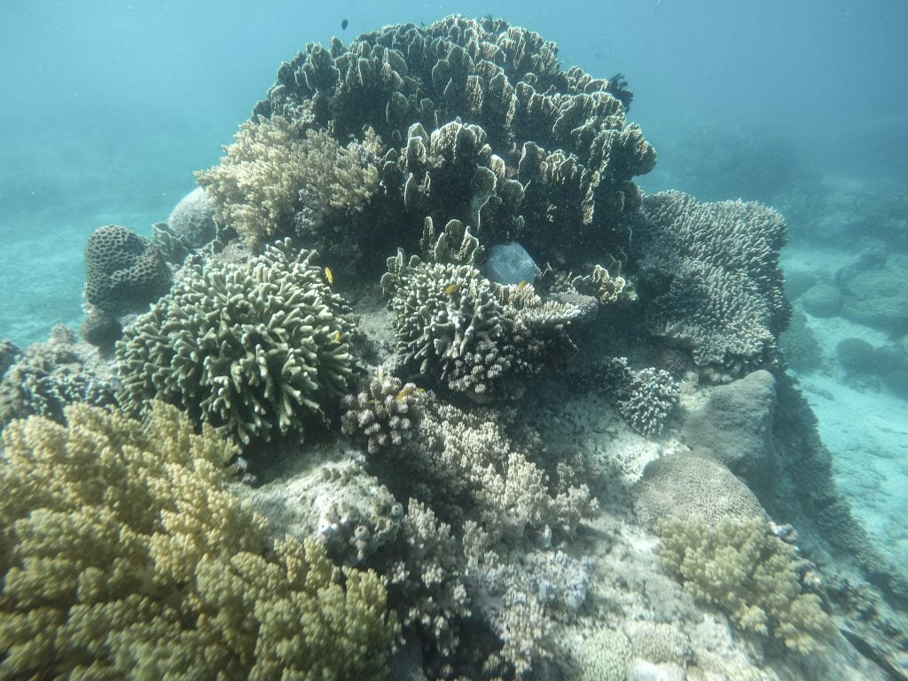 Giant Clam Sanctuary Camiguin