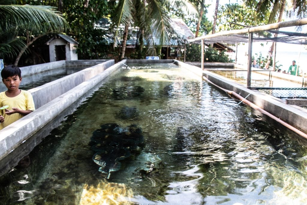 Giant Clam Sanctuary Camiguin