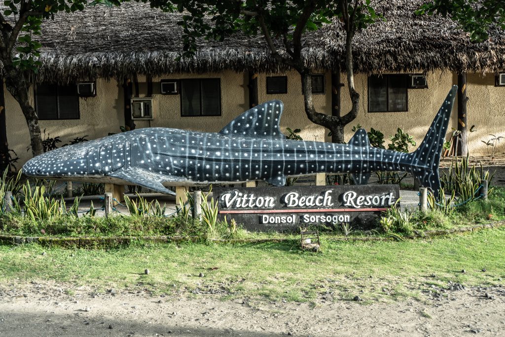 The Whale Sharks of Donsol - Travel Tramp