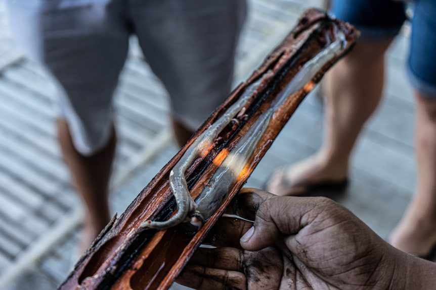 Woodworm Or Oyster What Is The Filipino Tamilok Travel Tramp woodworm-or-oyster-what-is-the-filipino-tamilok-travel-tramp