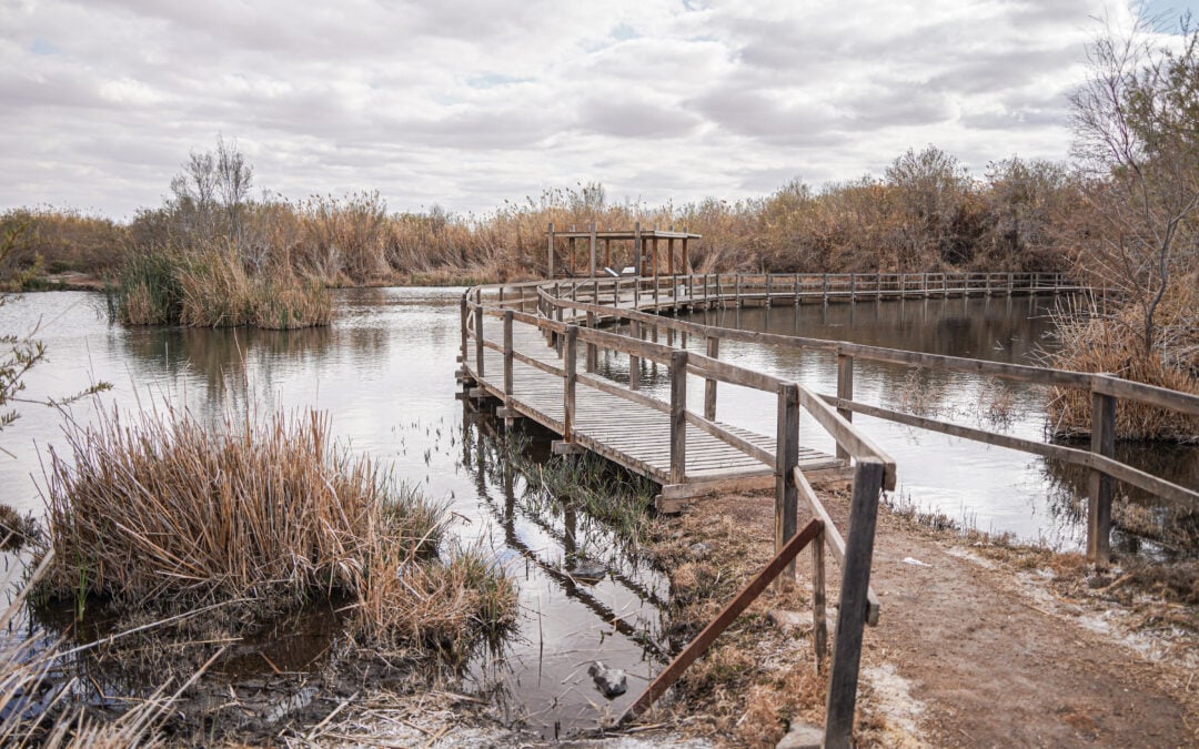 Azraq Wetlands: Eastern Jordan’s Vanishing Desert Oasis