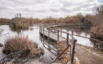 Azraq Wetlands: Eastern Jordan’s Vanishing Desert Oasis